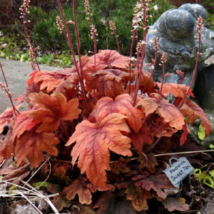 Гейхерелла Свит Ти